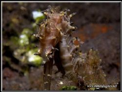 I missed the snout of this Seahorse but still like the ge... by Yves Antoniazzo 